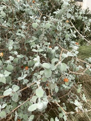 Buddleja marrubiifolia