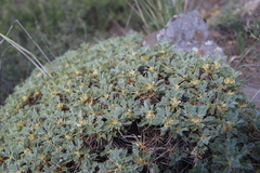 Astragalus caspicus
