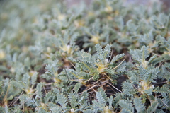 Astragalus caspicus