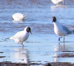 Chroicocephalus ridibundus