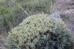 Astragalus caspicus