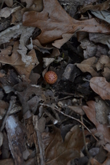 Amphibolips quercusjuglans