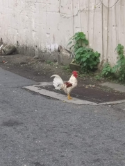 Gallus gallus domesticus