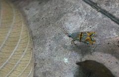 Lecithocera biferrinella