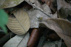 Lecithocera biferrinella