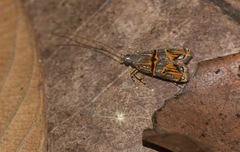 Lecithocera biferrinella