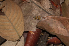 Lecithocera biferrinella