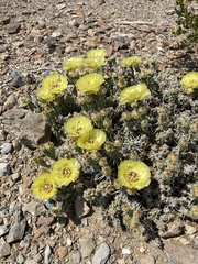 Grusonia aggeria