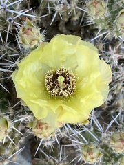Grusonia aggeria