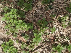 Urtica dioica