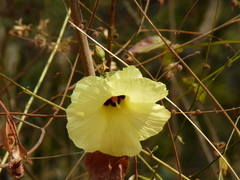 Azanza lampas