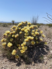 Opuntia azurea diplopurpurea