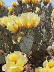 Opuntia azurea diplopurpurea