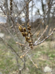 Hippophae