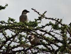 Plocepasser donaldsoni