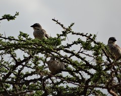 Plocepasser donaldsoni