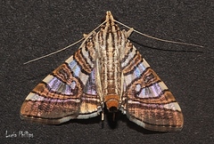 Glyphodes stolalis