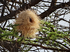 Plocepasser donaldsoni