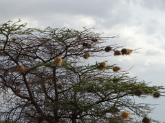 Plocepasser donaldsoni