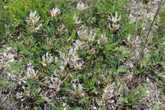 Astragalus demetrii