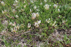 Astragalus demetrii
