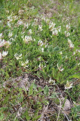 Astragalus demetrii