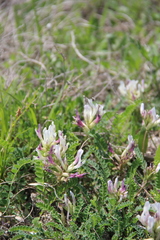 Astragalus demetrii