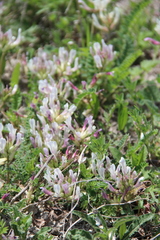 Astragalus demetrii