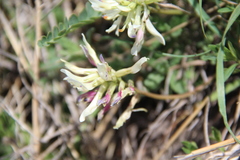 Astragalus demetrii