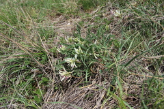 Astragalus demetrii