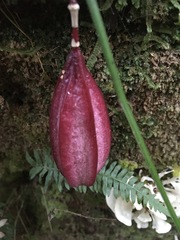 Passiflora capsularis