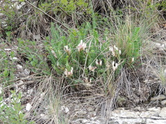 Astragalus demetrii