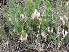 Astragalus demetrii