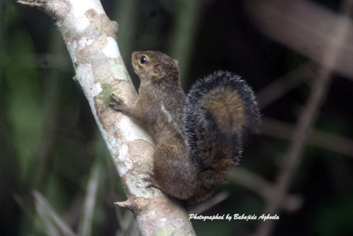 Subspecies Funisciurus anerythrus raptorum · iNaturalist