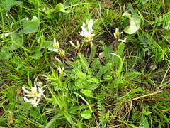 Astragalus demetrii