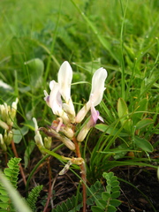 Astragalus demetrii