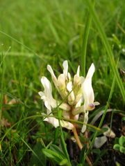Astragalus demetrii