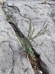 Polygala scoparioides