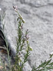 Polygala scoparioides
