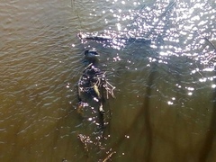 Anas platyrhynchos