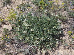 Astragalus demetrii