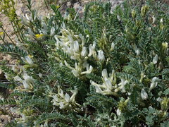 Astragalus demetrii