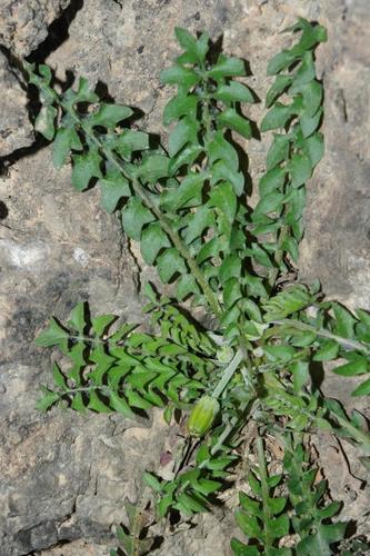 Hyoseris radiata subsp. radiata image