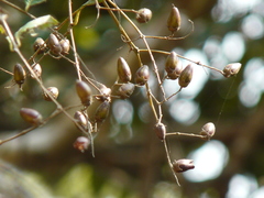 Lagerstroemia microcarpa