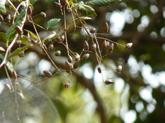 Lagerstroemia microcarpa