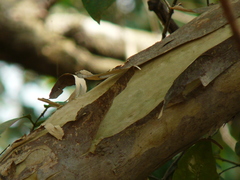 Lagerstroemia microcarpa