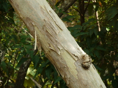 Lagerstroemia microcarpa