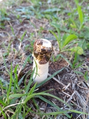 Phallus granulosodenticulatus
