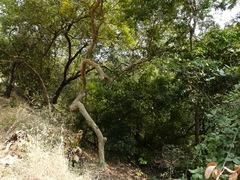 Lagerstroemia microcarpa