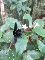 Bombus morio